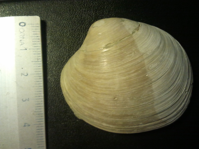 Bivalve fossile da daterminare